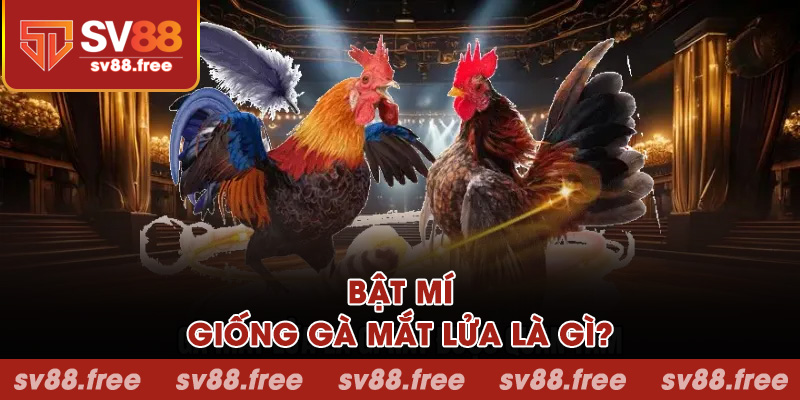 Bật mí về giống gà mắt lửa là gì?