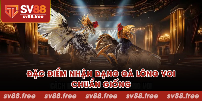 Đặc điểm nhận dạng gà lông voi chuẩn giống