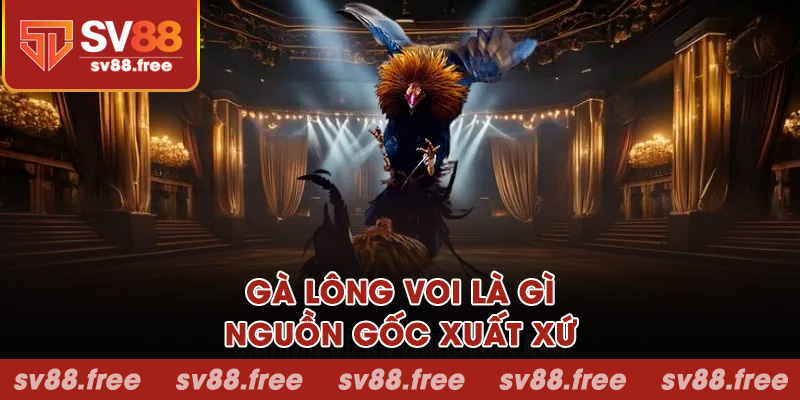 Gà lông voi là gì và nguồn gốc xuất xứ