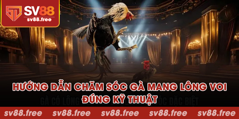 Hướng dẫn chăm sóc gà mang lông voi đúng kỹ thuật