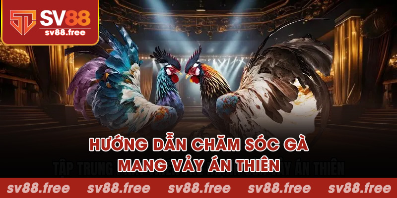 Hướng dẫn chăm sóc gà mang vảy án thiên