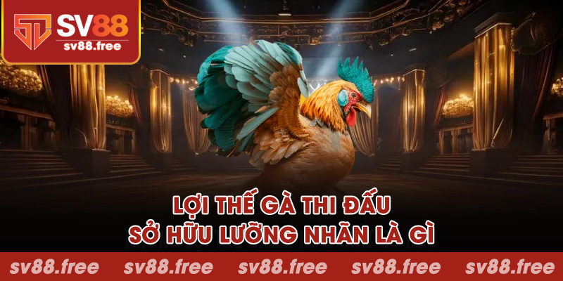 Lợi thế gà thi đấu sở hữu lưỡng nhãn là gì?