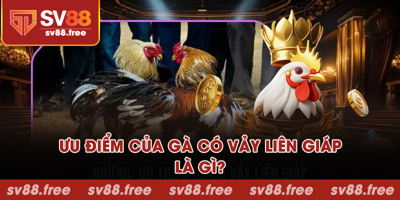 Ưu điểm của gà có vảy liên giáp là gì?